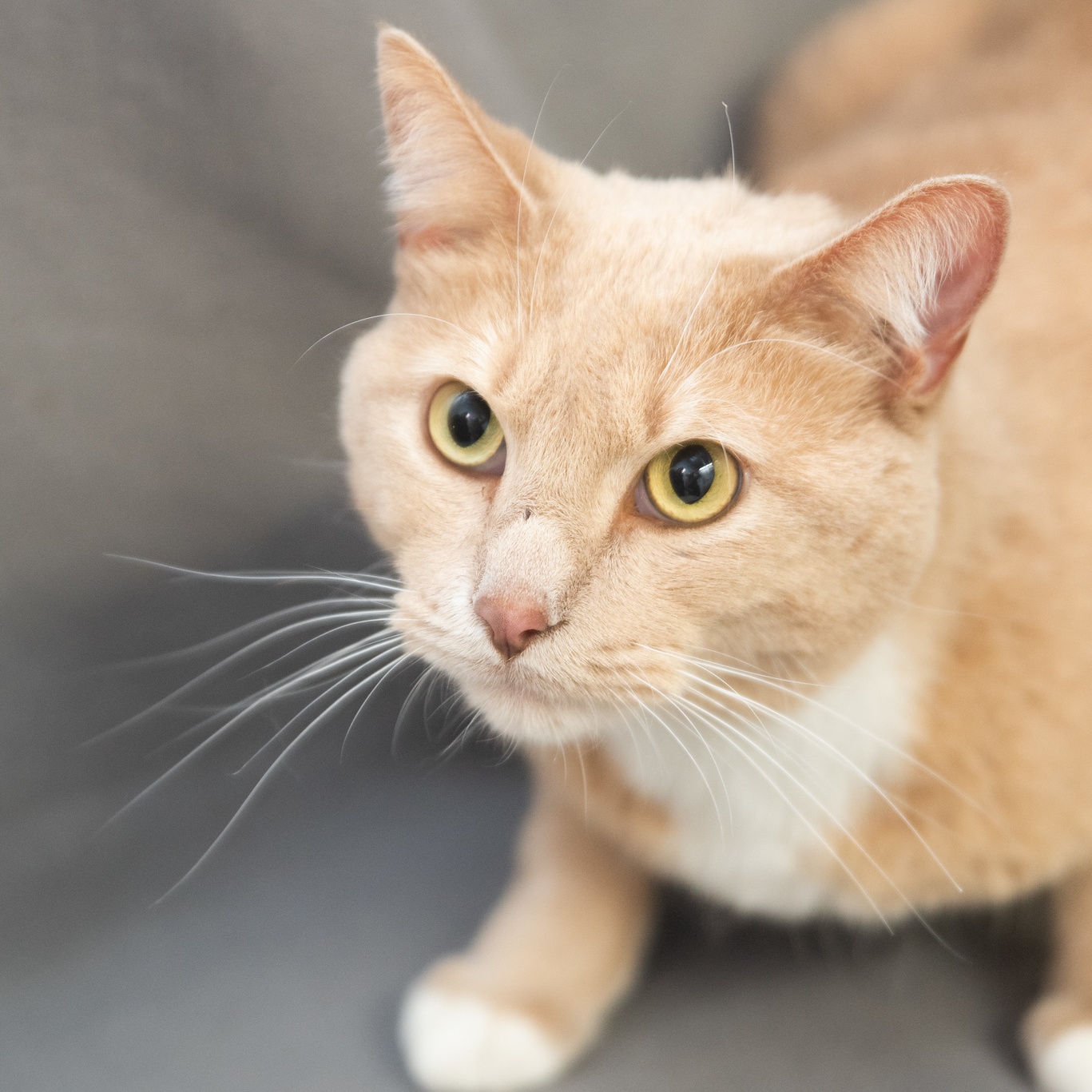 Enlarge Tony, a hold Tabby in Minneapolis, MN image 3/6