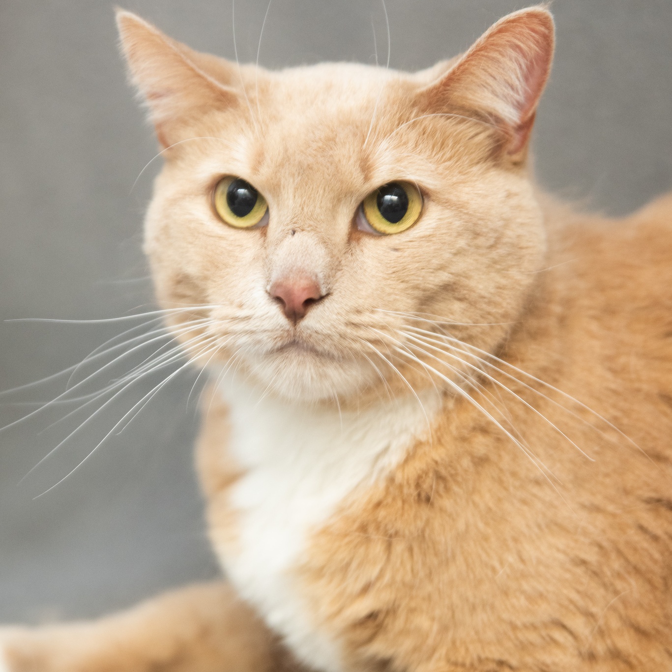 Enlarge Tony, a hold Tabby in Minneapolis, MN image 4/6