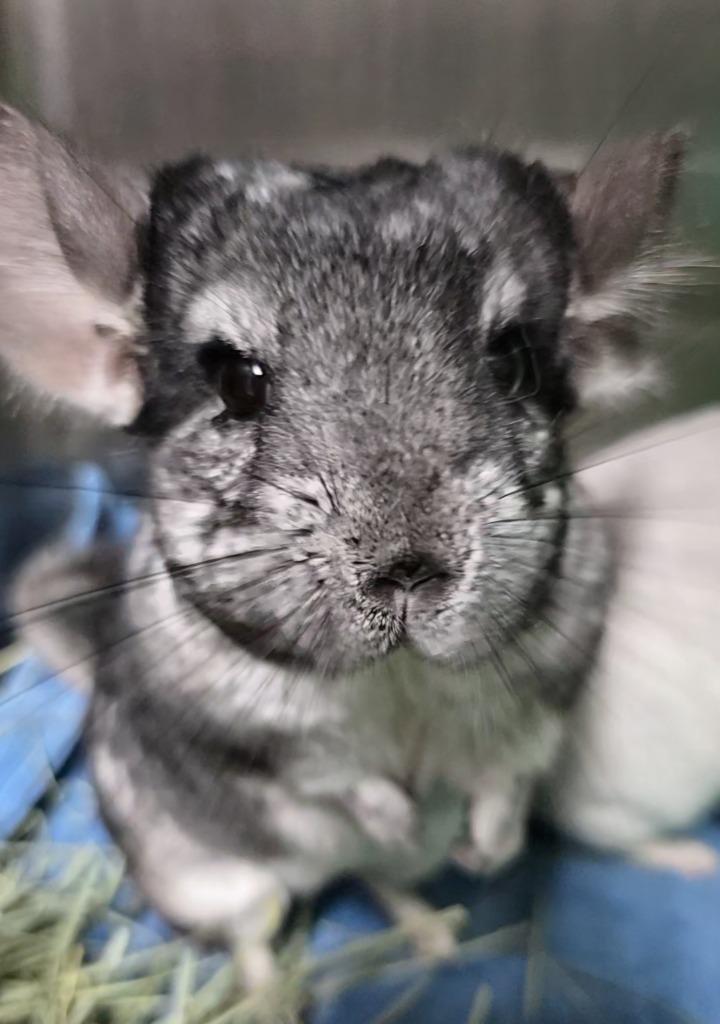 Doodle, Adoptable, Adult Male Chinchilla.