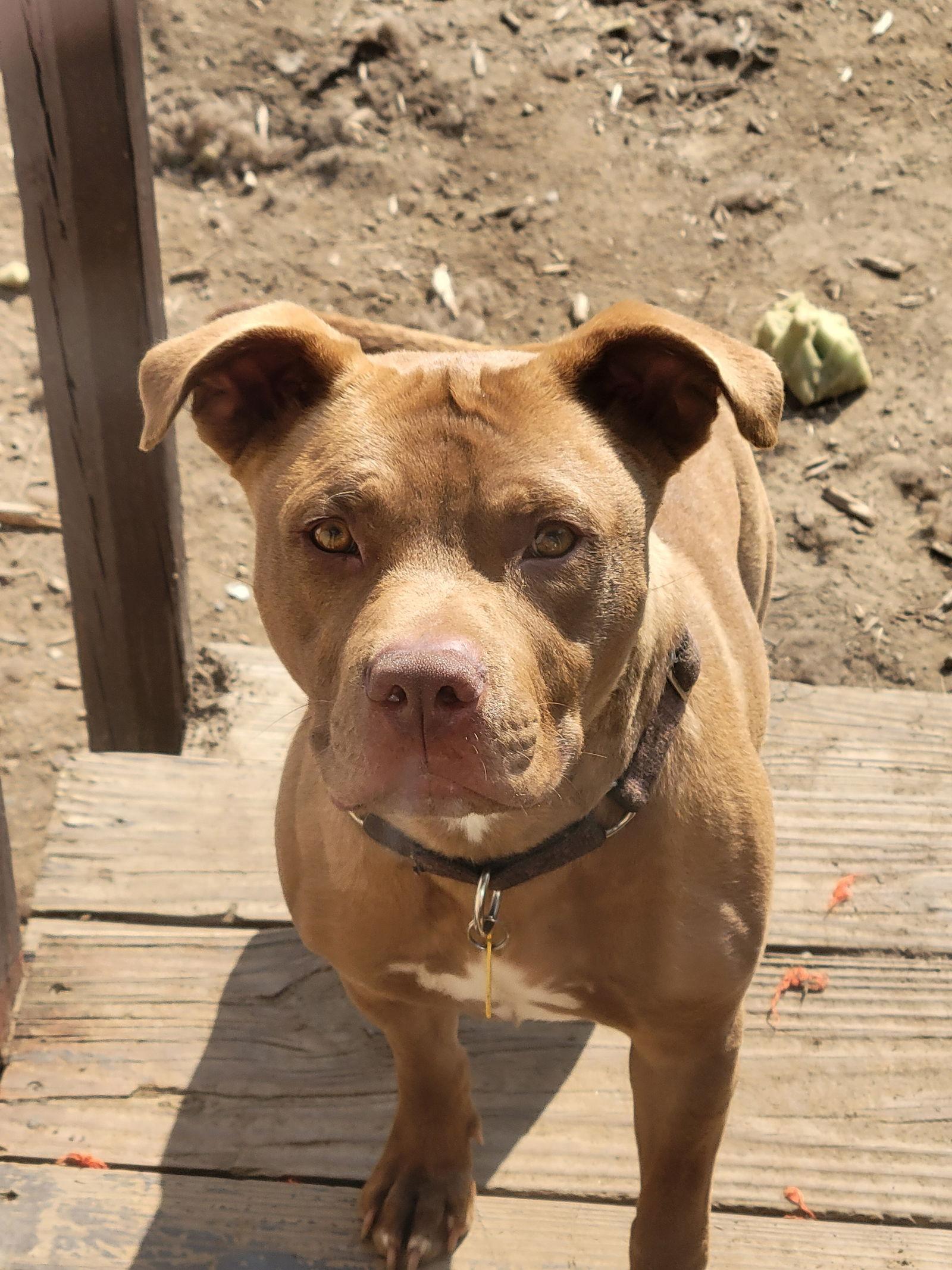 Teddy - pending adoption, Adoptable, Young Male Pit Bull Terrier.