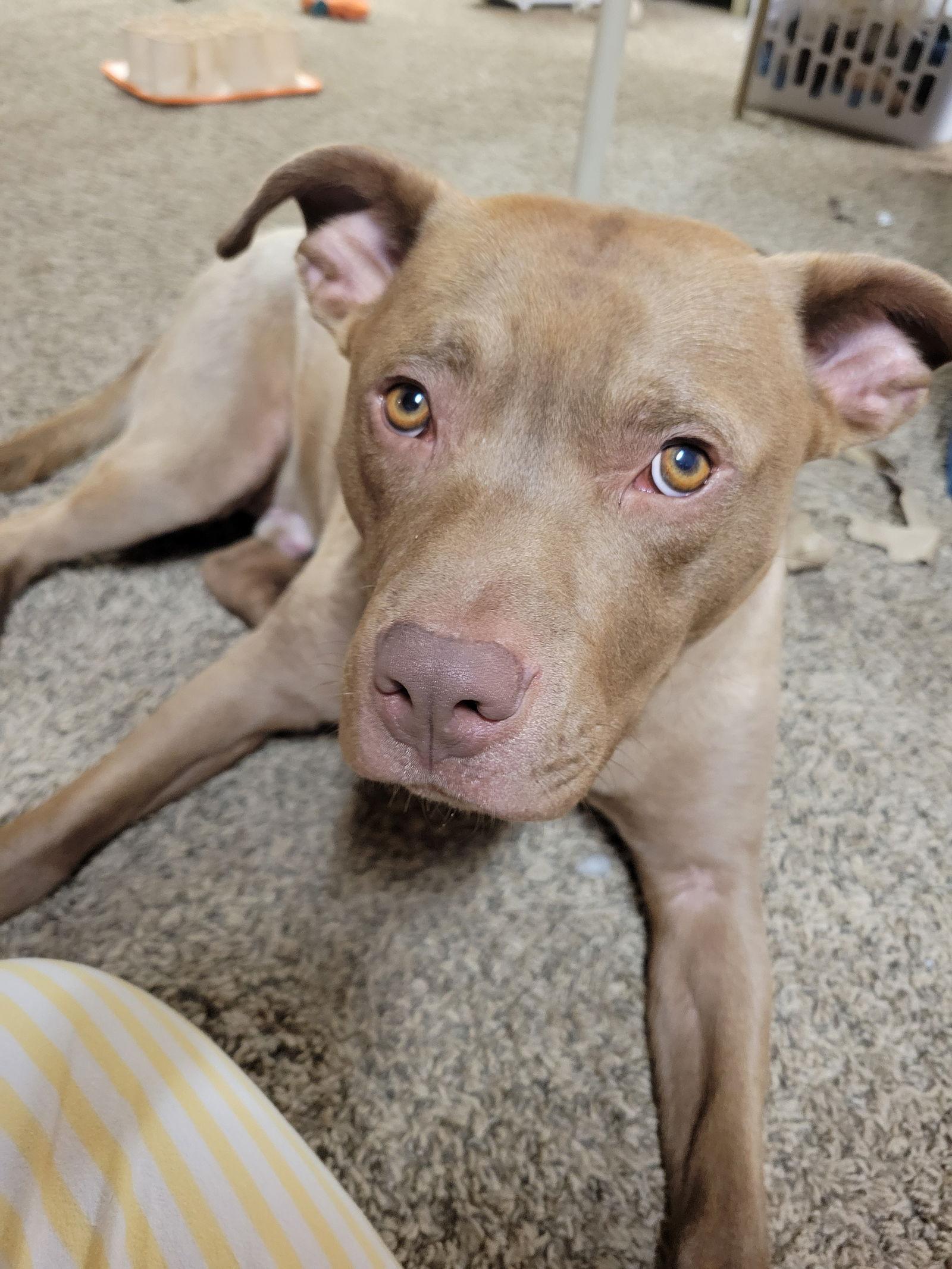 Enlarge Teddy - pending adoption, a Adoptable Pit Bull Terrier in Livonia, MI image 2/3