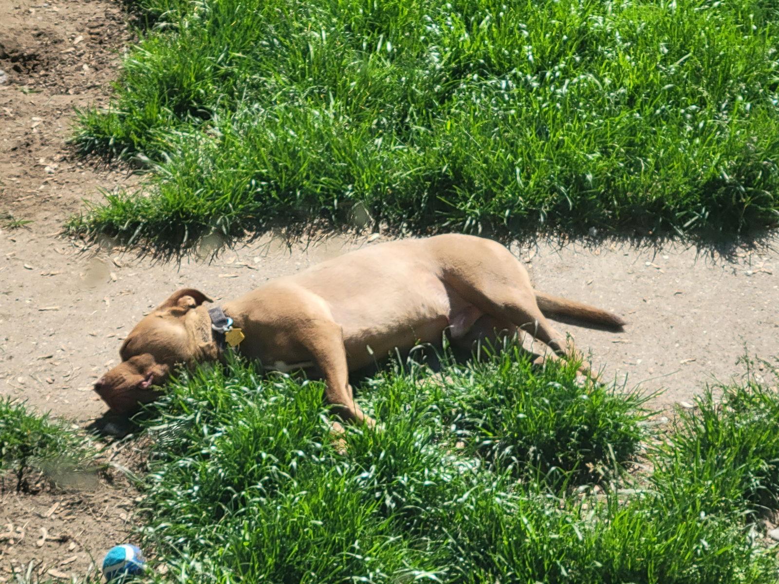 Enlarge Teddy - pending adoption, a Adoptable Pit Bull Terrier in Livonia, MI image 3/3