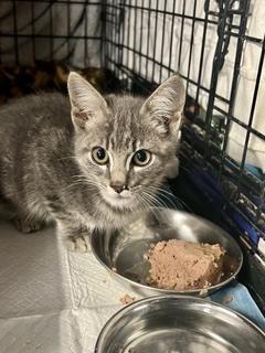 Enlarge Sweet Pea, a Adoptable mixed breed in Oradell, NJ image 1/2
