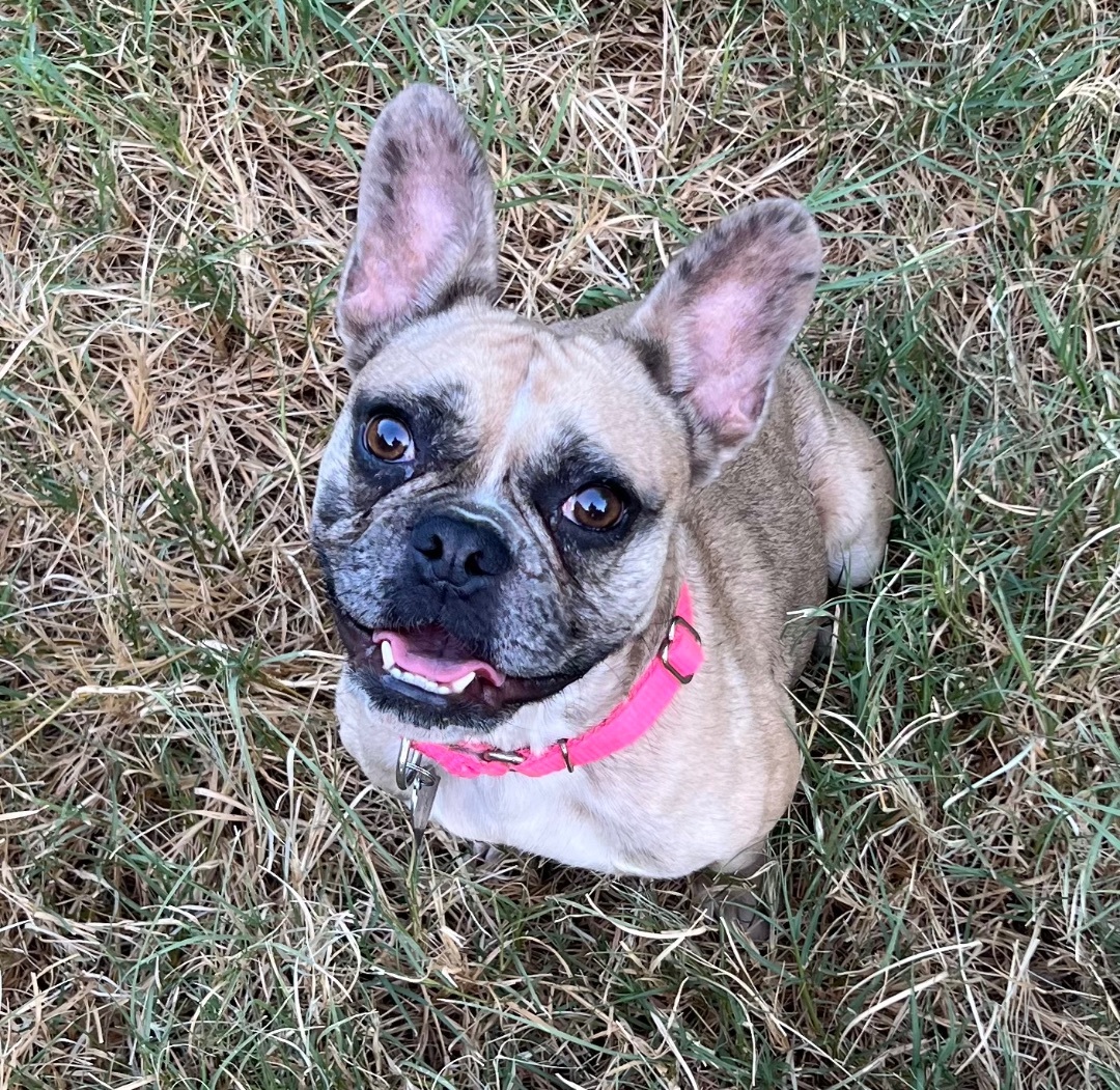 Snooki, a Adopted French Bulldog in San Antonio, TX image 1/4
