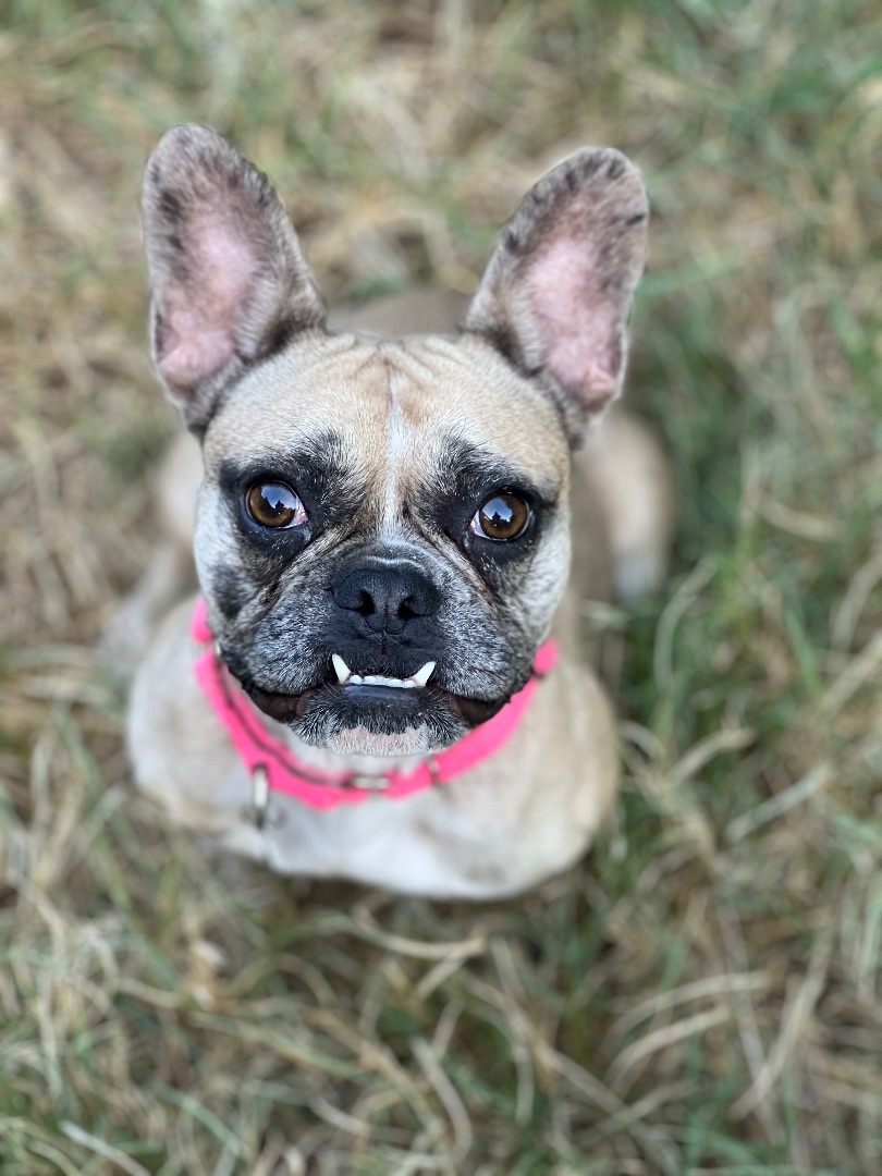Snooki, a Adopted French Bulldog in San Antonio, TX image 2/4