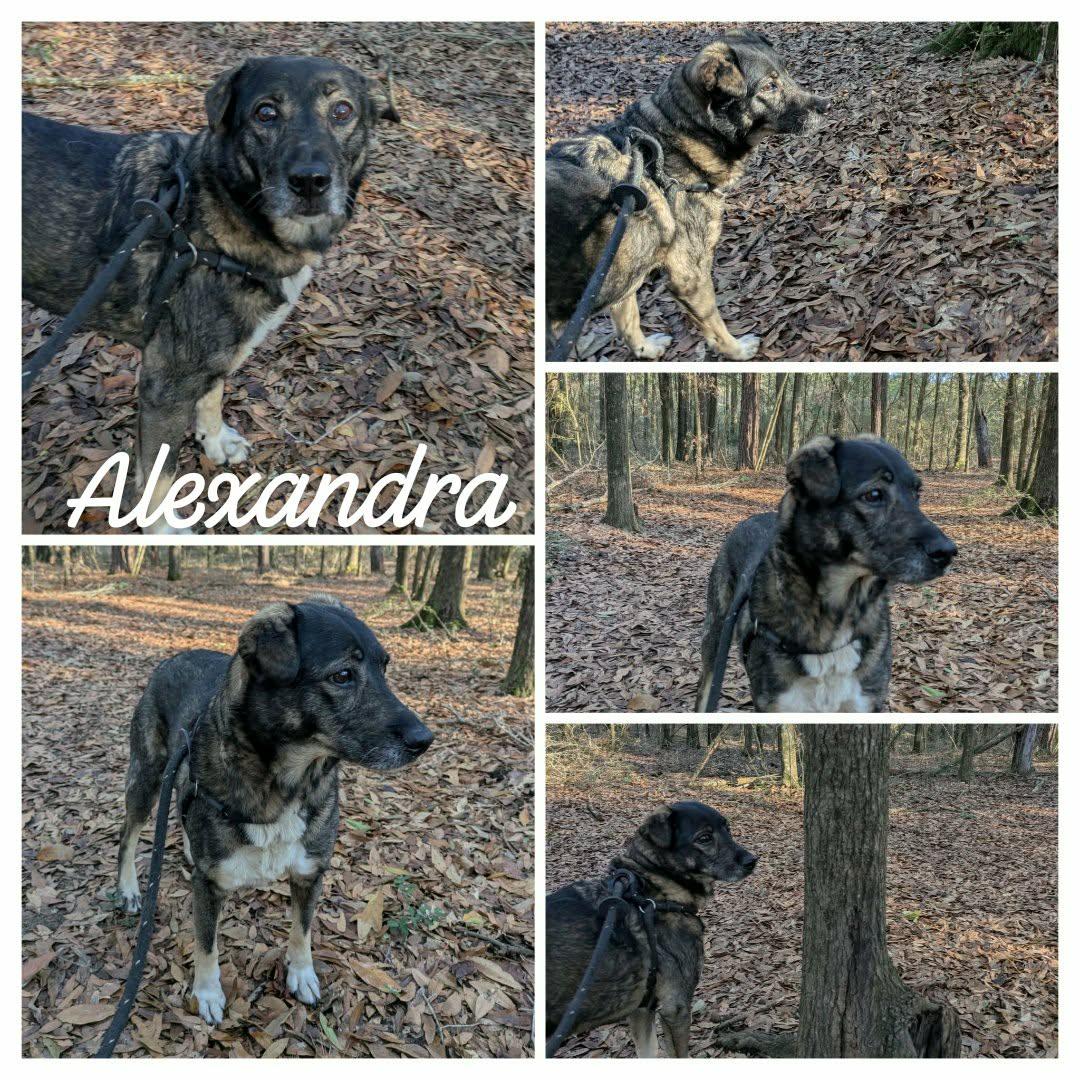 Alexandra, a ADOPTABLE mixed breed in Ozark, AL image 4/4