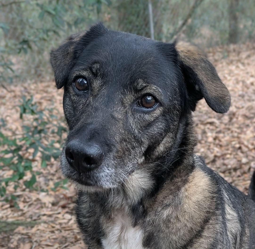 Alexandra, ADOPTABLE, Senior Female German Shepherd Dog & Norwegian Elkhound.