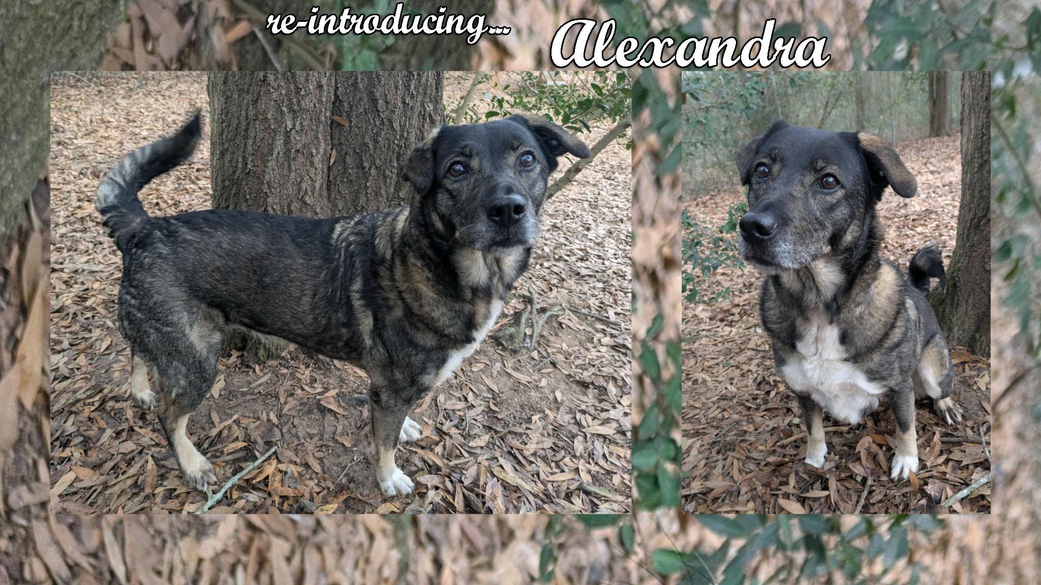 Alexandra, a ADOPTABLE mixed breed in Ozark, AL image 2/4