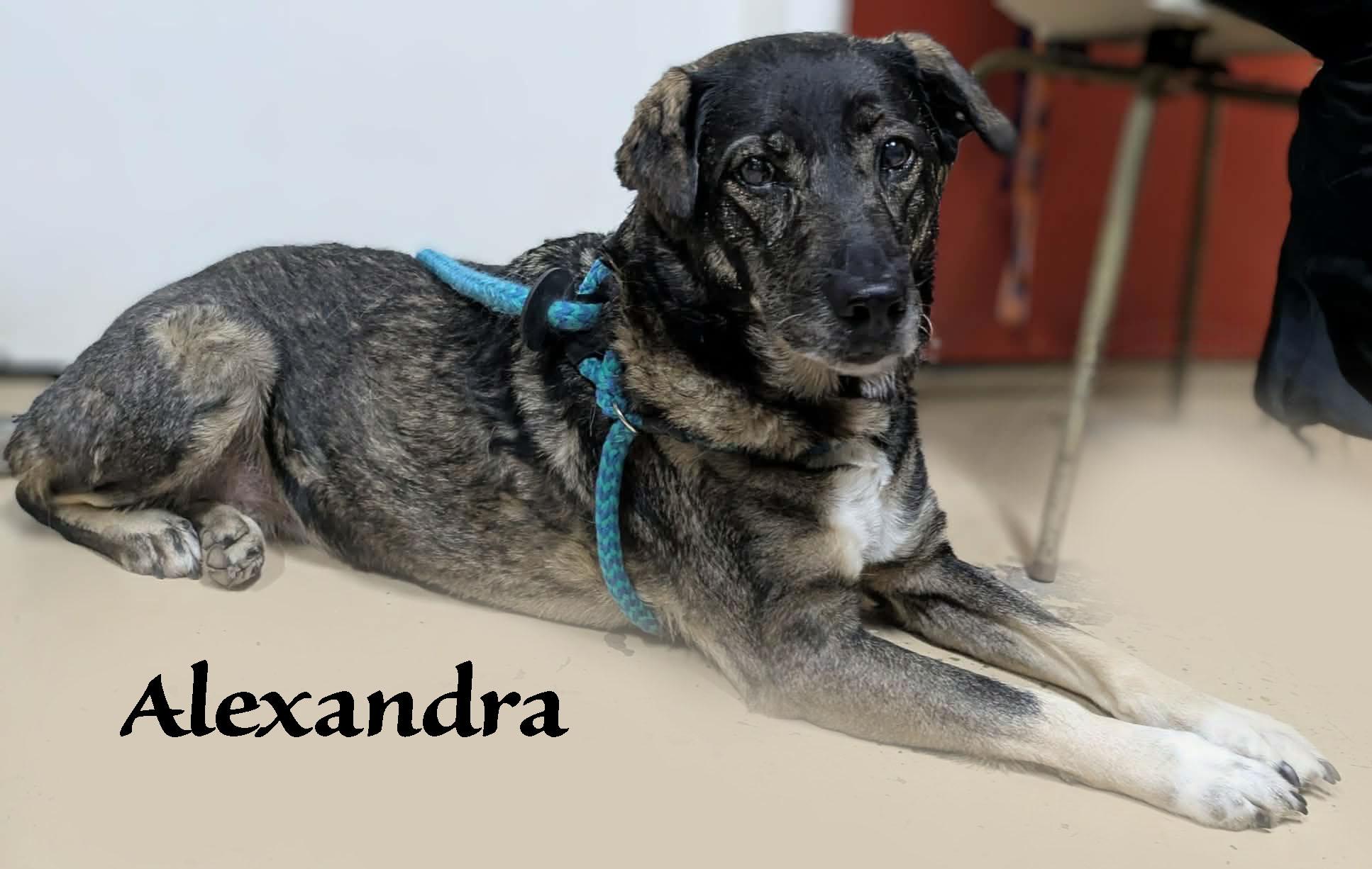 Alexandra, a ADOPTABLE mixed breed in Ozark, AL image 3/4