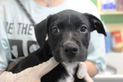 Earth, Adoptable, Puppy Male Terrier & Mixed Breed.