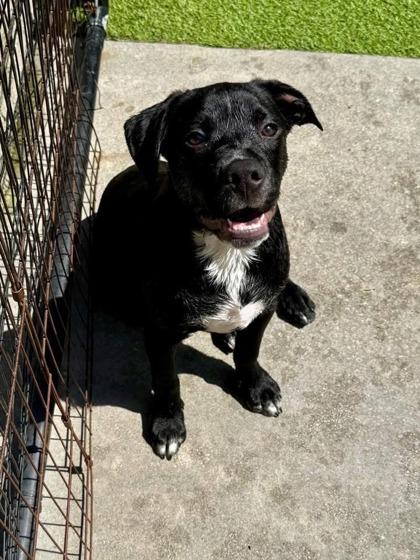 Earth, a Adoptable mixed breed in Picayune, MS image 1/2