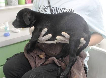 Enlarge Earth, a Adoptable mixed breed in Picayune, MS image 2/3