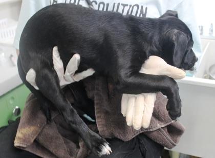 Enlarge Earth, a Adoptable mixed breed in Picayune, MS image 3/3