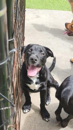 Earth, a Adoptable mixed breed in Picayune, MS image 2/2