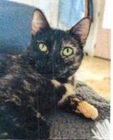 Mira, Adoptable, Kitten Female Domestic Short Hair.