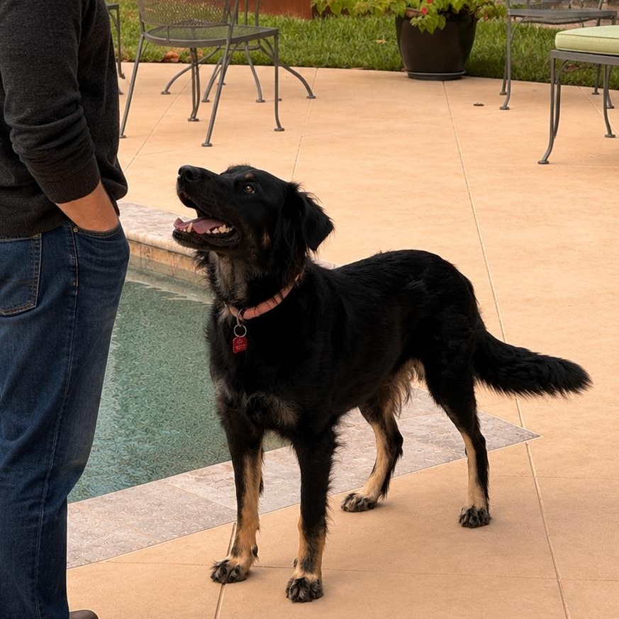 Bella (Sweet, Affectionate, Dog and Family Friendly), an adopted mixed breed in Ridgefield, NJ image 2/3