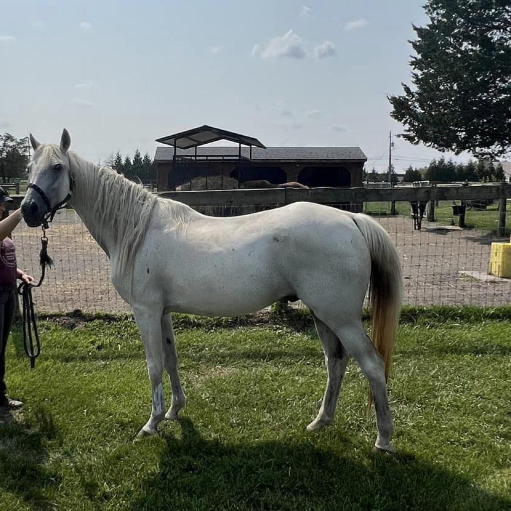 Chance, Adoptable, Senior Male Quarterhorse & Quarterhorse.