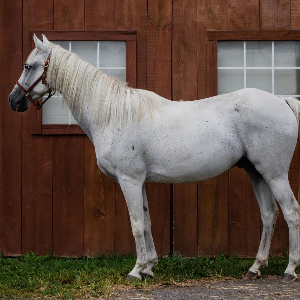Chance, a Adoptable mixed breed in Quakertown, PA image 2/5