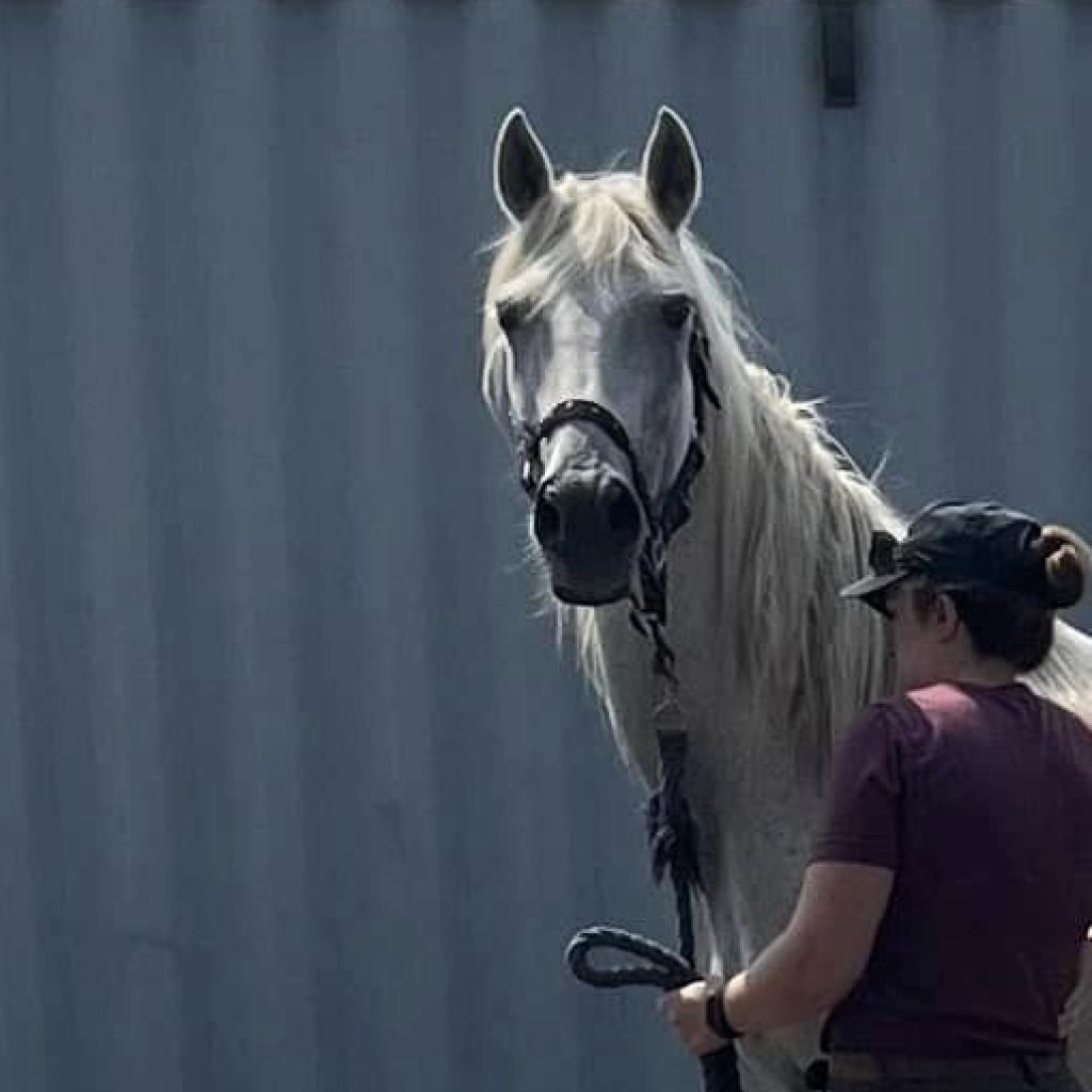 Chance, a Adoptable mixed breed in Quakertown, PA image 3/5