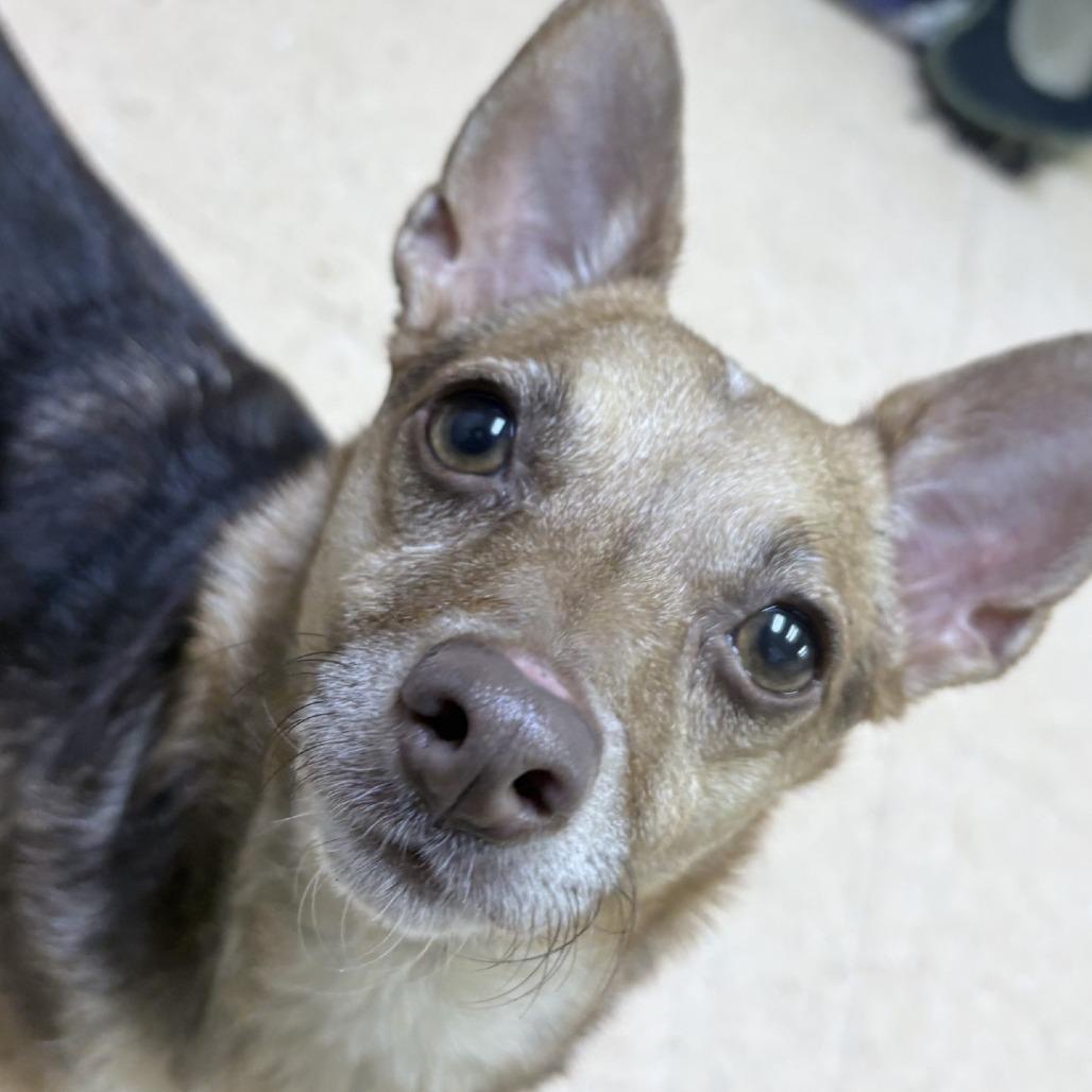 ChiChi, Adoptable, Adult Female Chihuahua & Mixed Breed.