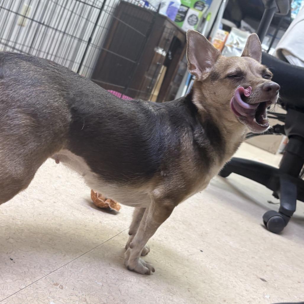 Enlarge ChiChi, a Adoptable mixed breed in Tyler, TX image 2/3