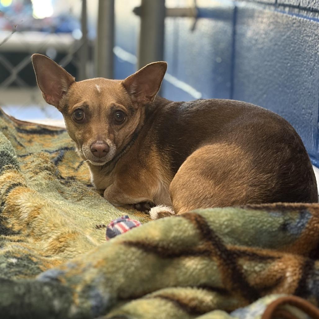 Enlarge ChiChi, a Adoptable mixed breed in Tyler, TX image 3/3
