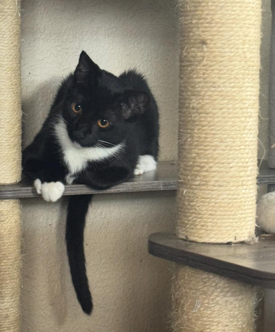 Enlarge Mittens, a Adoptable mixed breed in Lodi, CA image 2/6