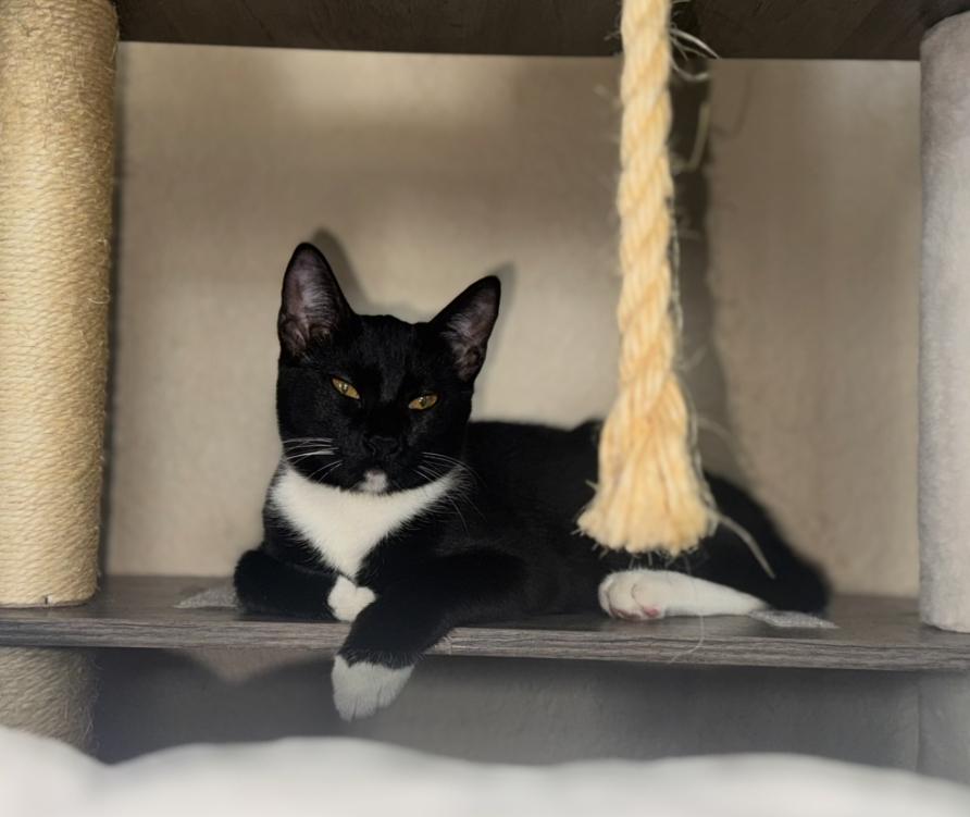 Enlarge Mittens, a Adoptable mixed breed in Lodi, CA image 4/6