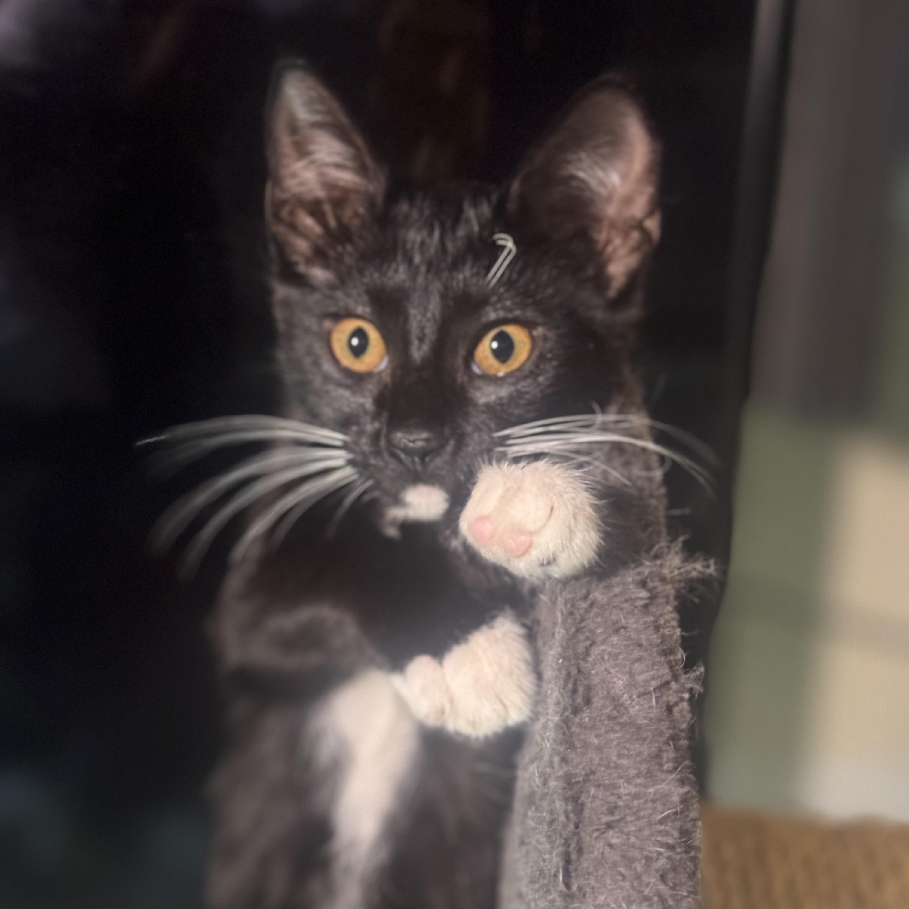 Enlarge Mittens, a Adoptable mixed breed in Lodi, CA image 6/6