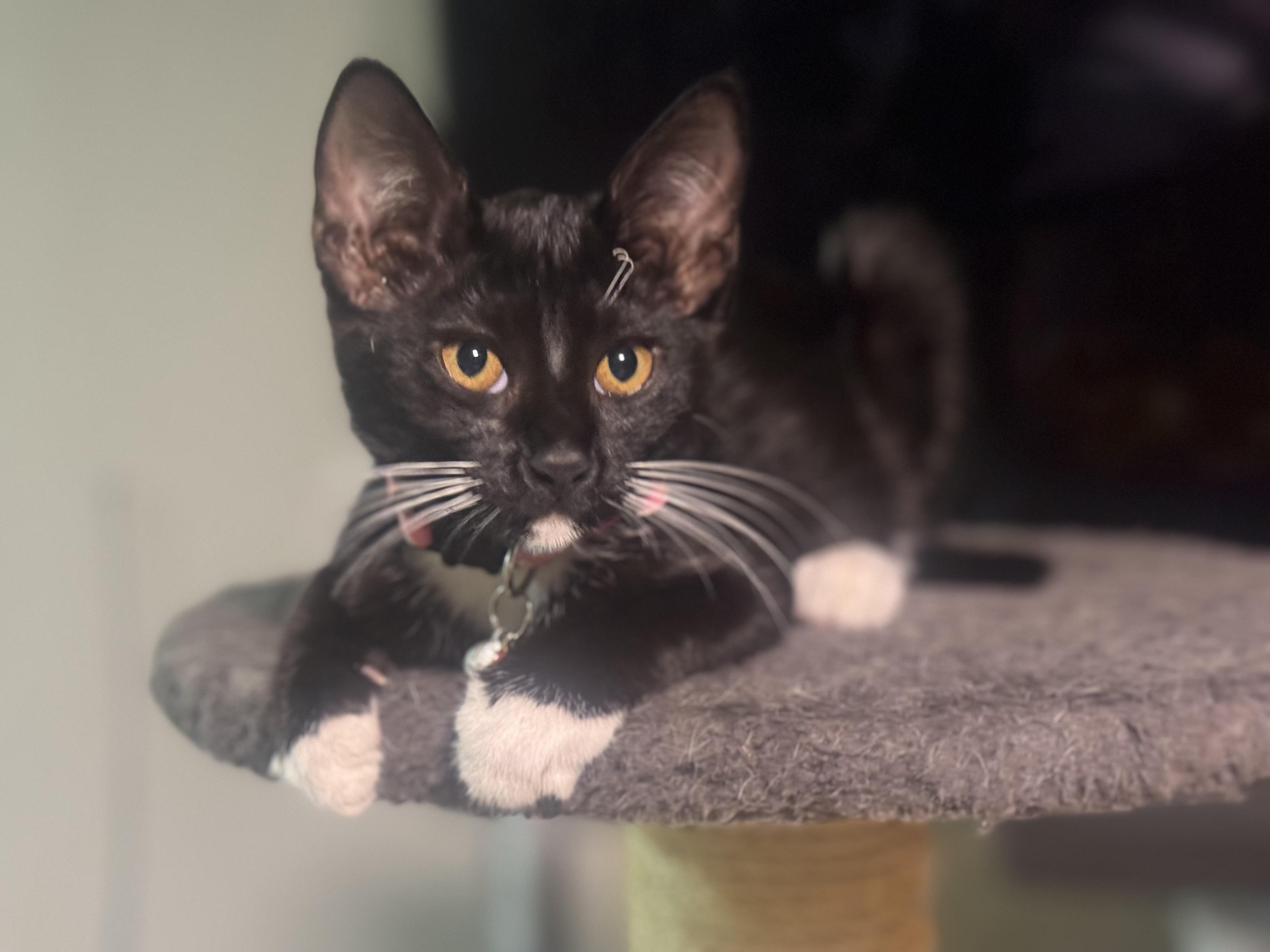 Mittens, Adoptable, Kitten Female Tuxedo.