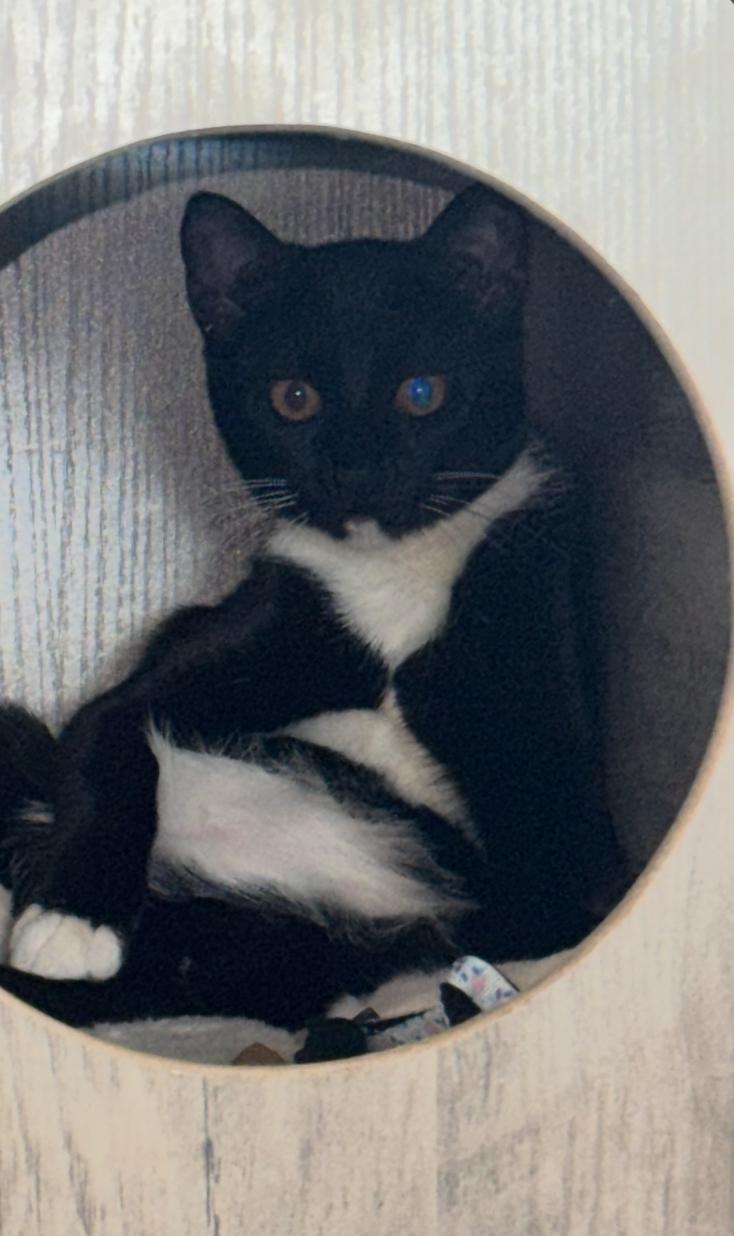 Enlarge Mittens, a Adoptable mixed breed in Lodi, CA image 3/6