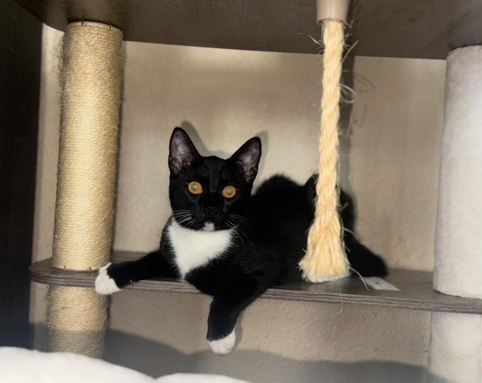 Enlarge Mittens, a Adoptable mixed breed in Lodi, CA image 1/6