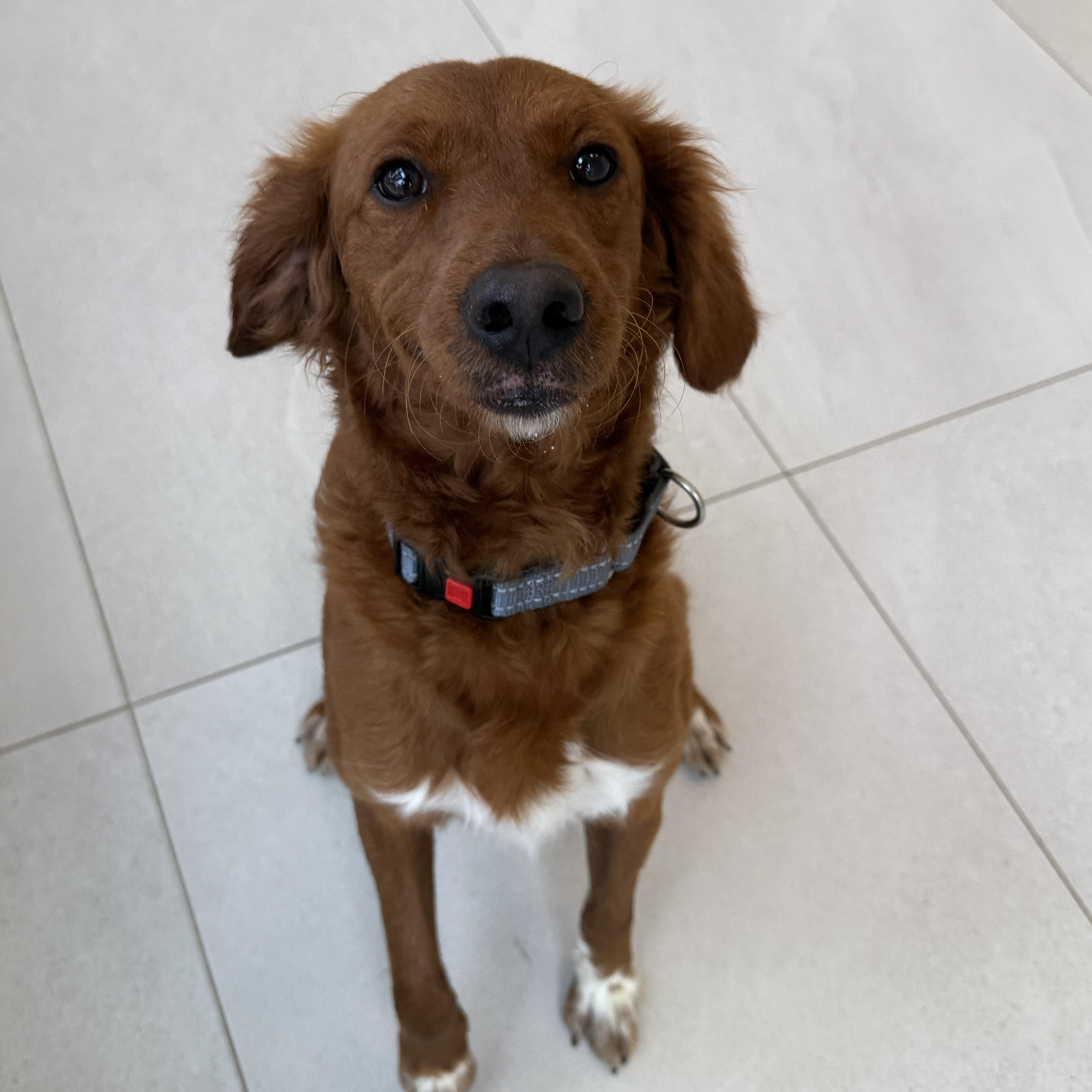 Enlarge Sally, a Adopted Mixed Breed in Evanston, IL image 1/1