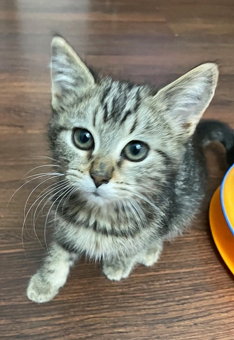 Enlarge Jasmine, a Adoptable Domestic Medium Hair in Reno, NV image 1/5