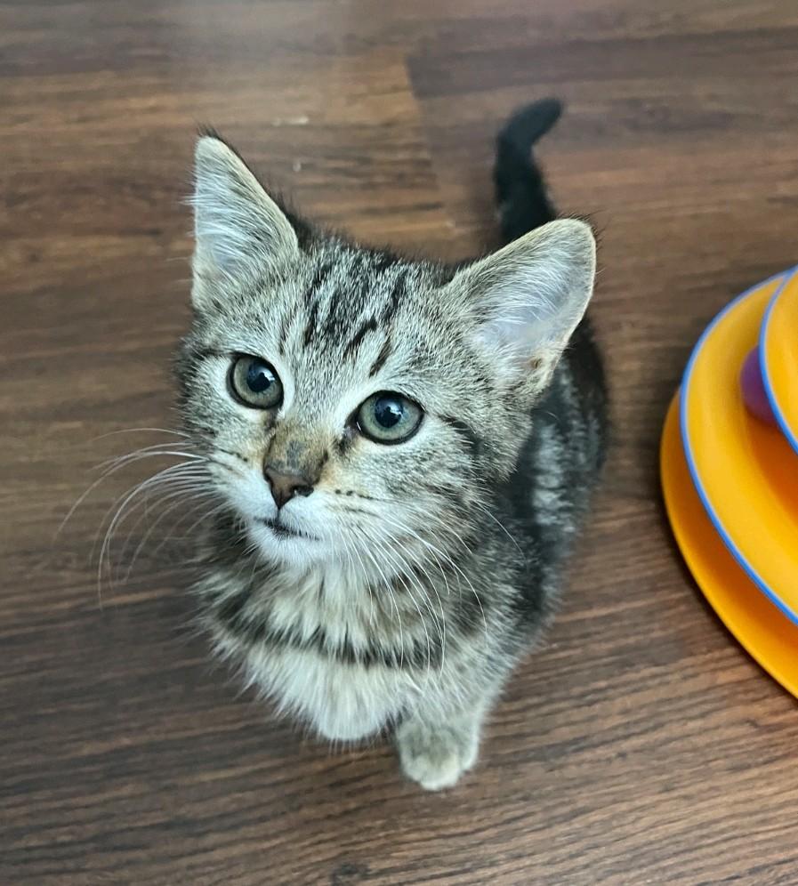 Enlarge Jasmine, a Adoptable Domestic Medium Hair in Reno, NV image 3/5