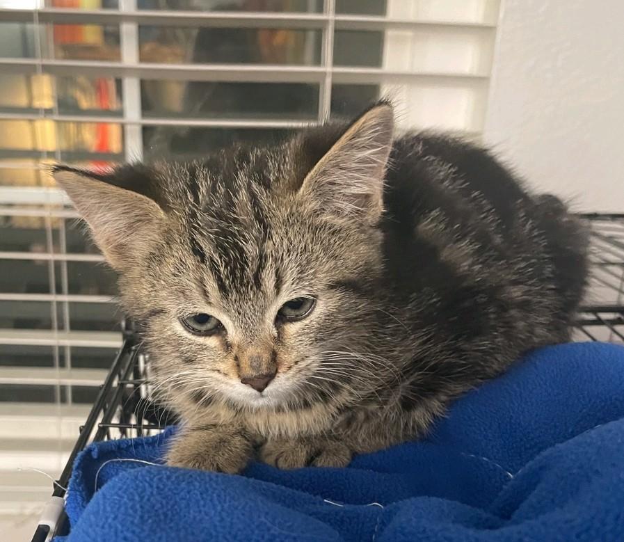 Enlarge Jasmine, a Adoptable Domestic Medium Hair in Reno, NV image 5/5