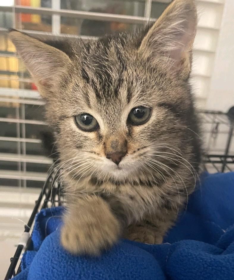 Enlarge Jasmine, a Adoptable Domestic Medium Hair in Reno, NV image 4/5