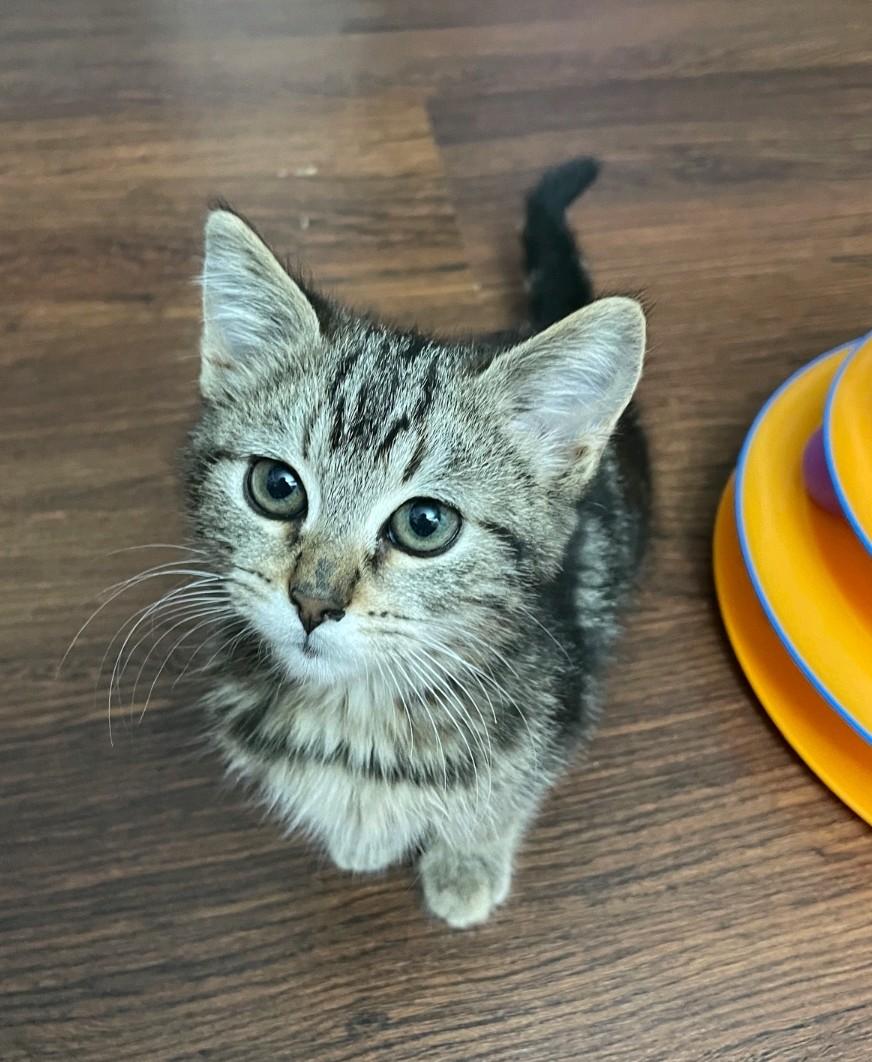 Enlarge Jasmine, a Adoptable Domestic Medium Hair in Reno, NV image 2/5