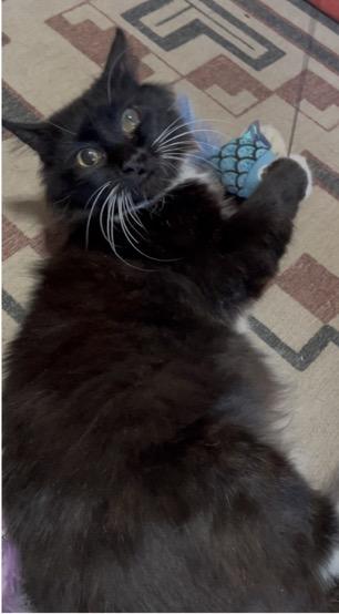 Enlarge Betty, a Adopted mixed breed in Chickasha, OK image 1/2