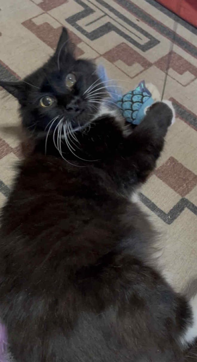 Betty, an adoptable Domestic Medium Hair in Chickasha, OK, 73018 | Photo Image 2