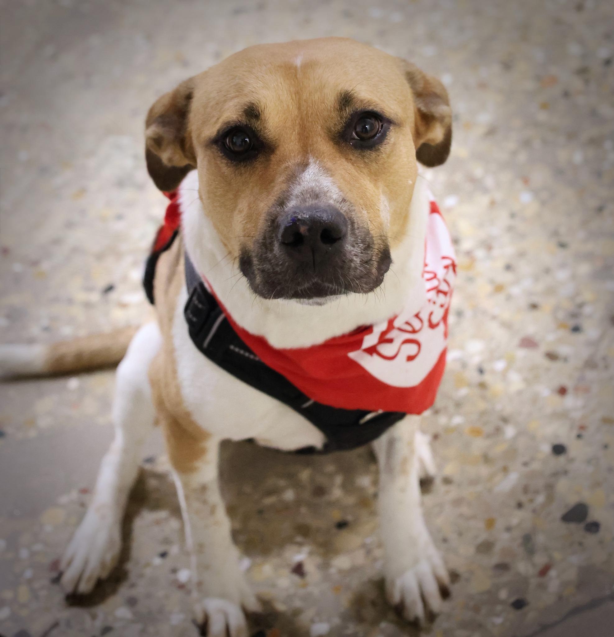 Oriana, an adoptable mixed breed in Palatine, IL image 3/6