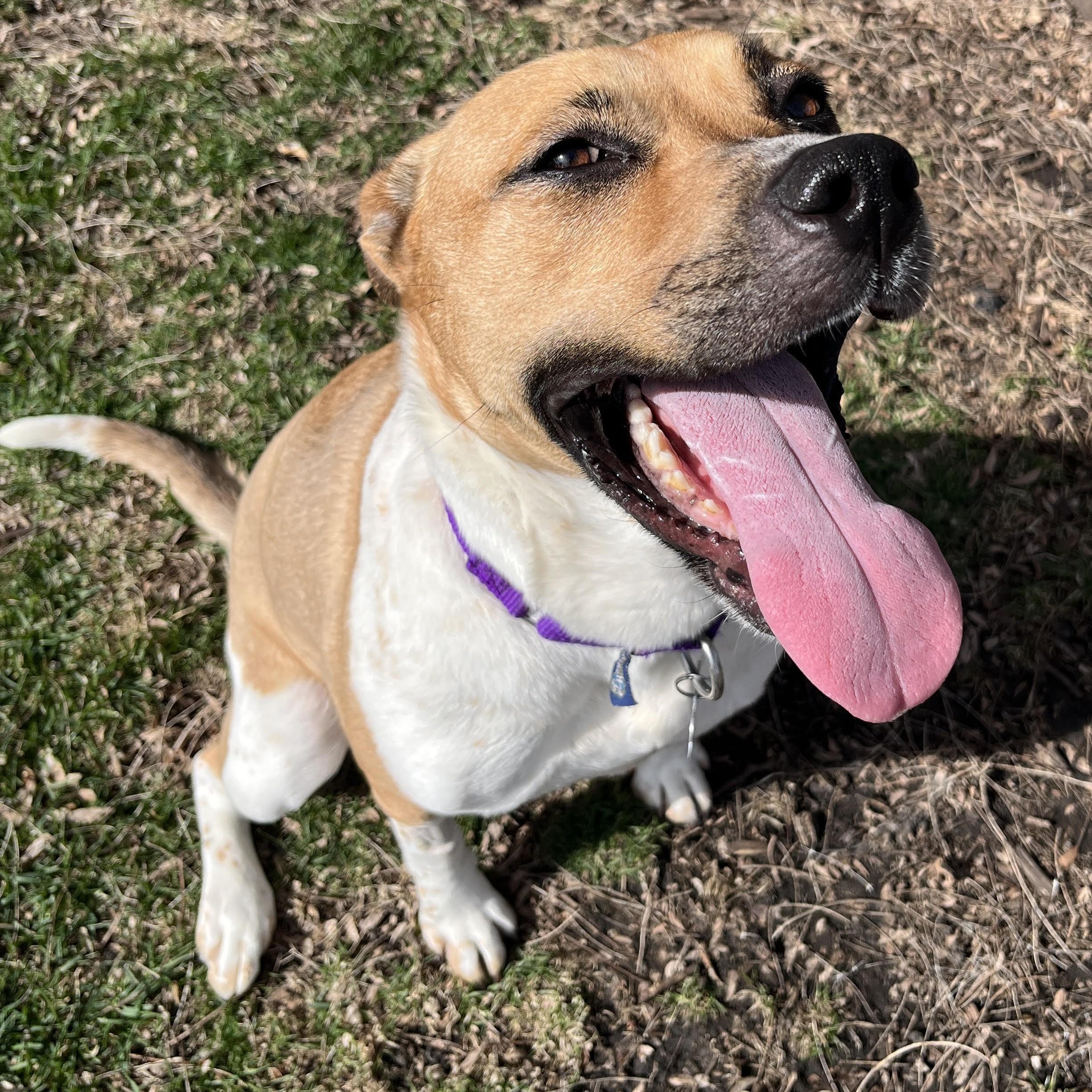 Oriana, an adoptable mixed breed in Palatine, IL image 4/6