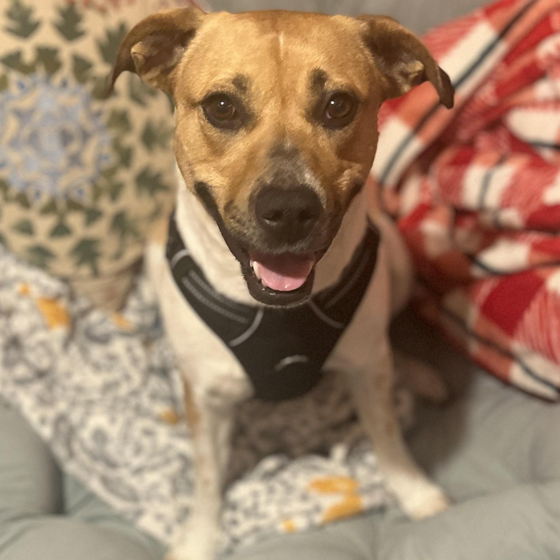 Oriana, an adoptable mixed breed in Palatine, IL image 2/6