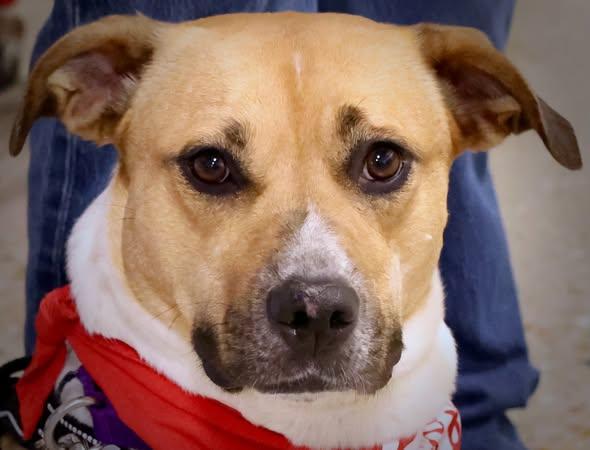 Oriana, adoptable, Young Female Retriever & Mixed Breed.