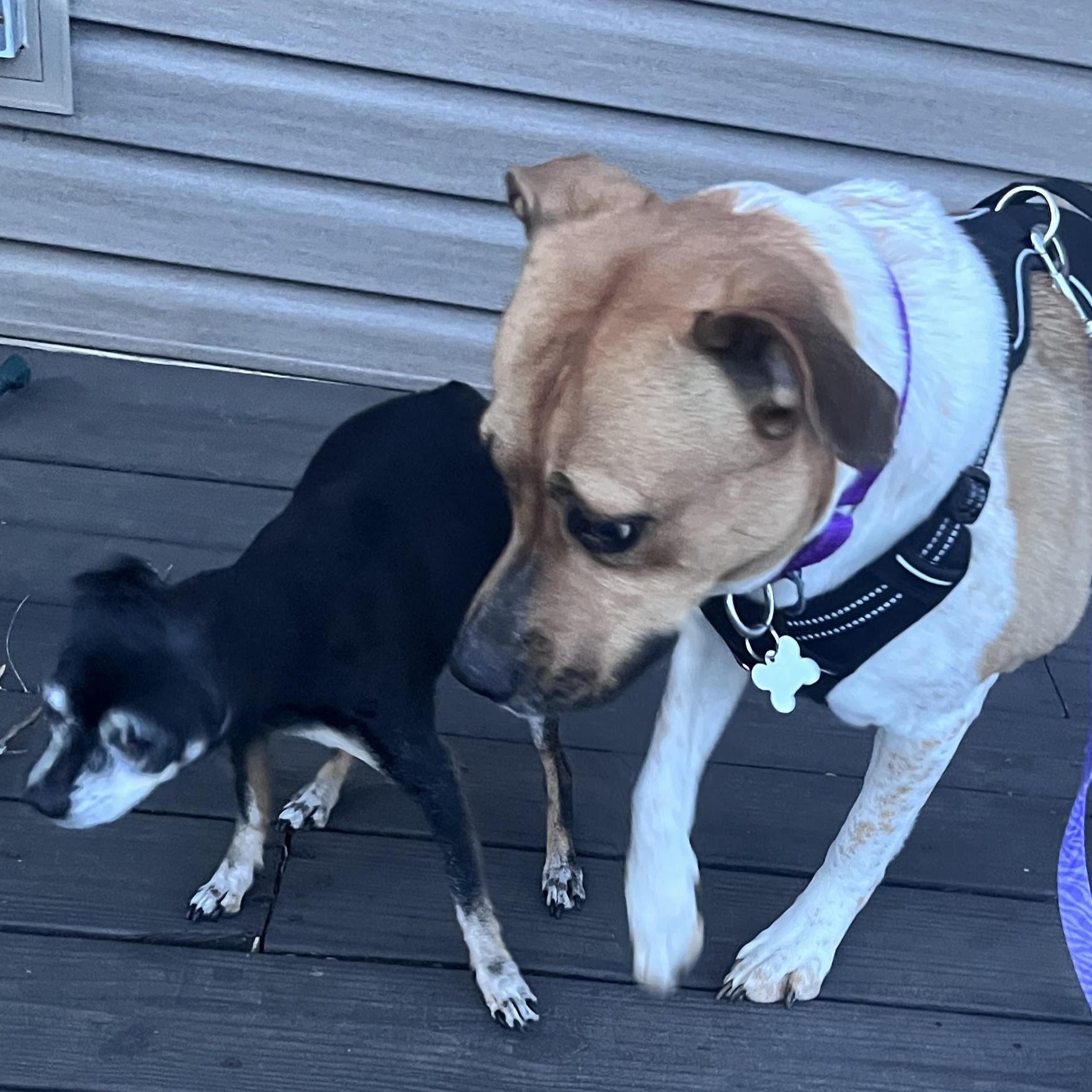 Oriana, an adoptable mixed breed in Palatine, IL image 6/6