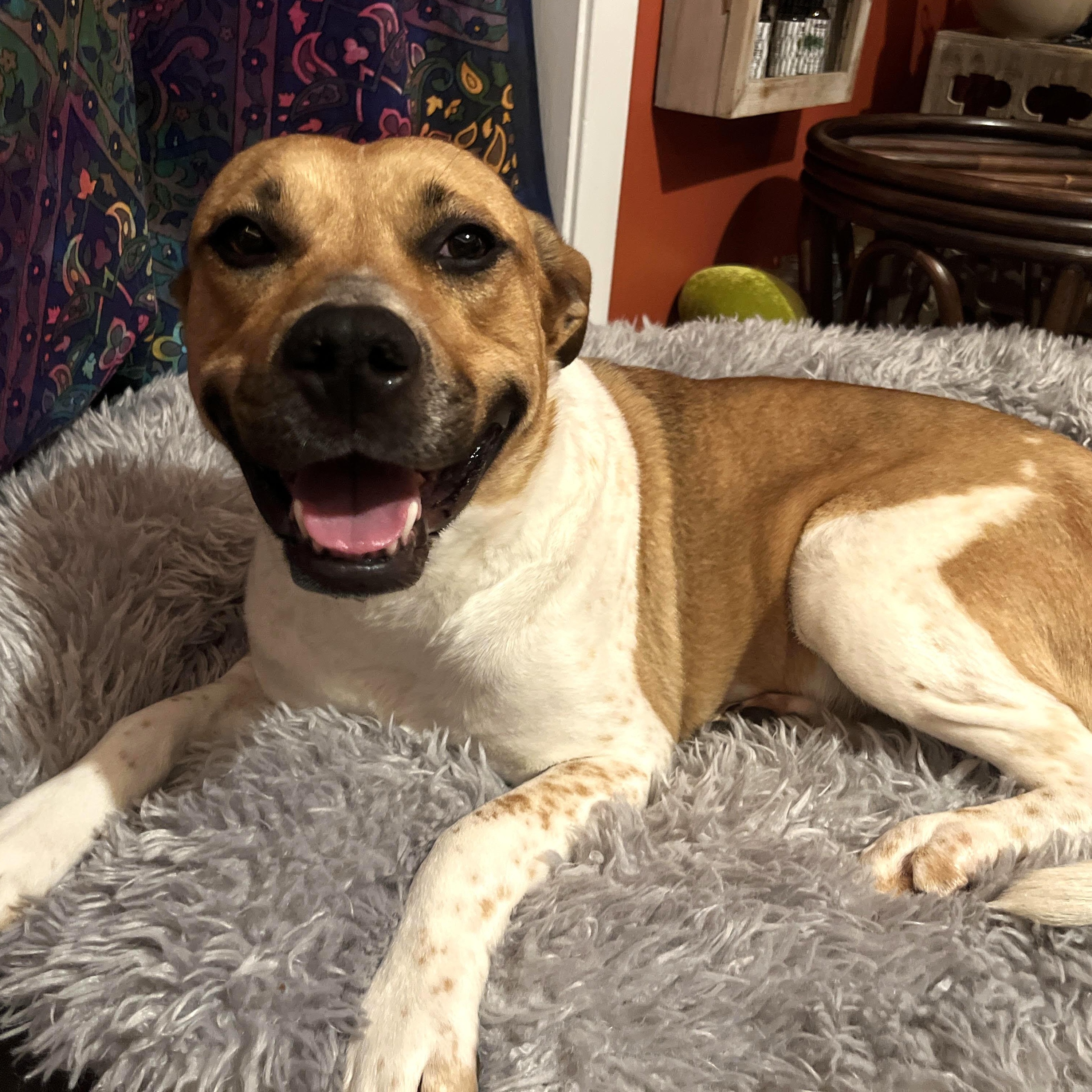 Oriana, an adoptable mixed breed in Palatine, IL image 5/6