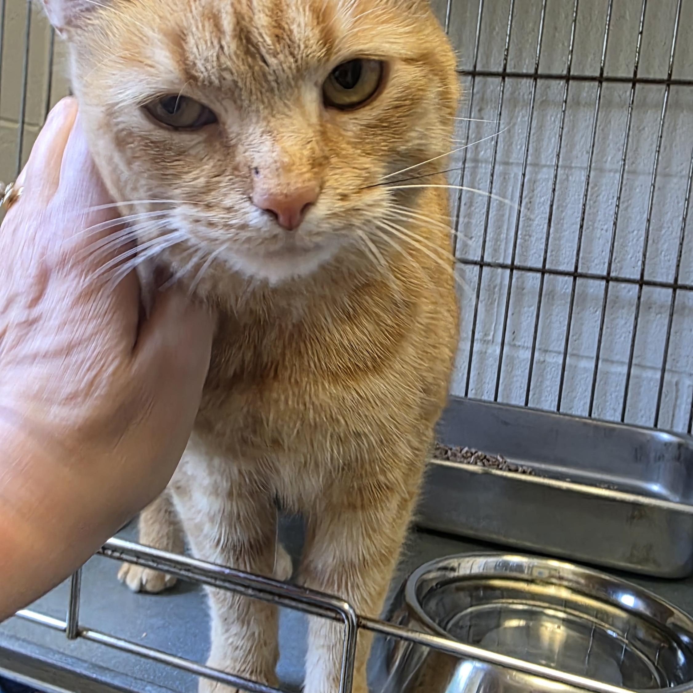 Enlarge Bella , an adopted Domestic Short Hair in King George, VA image 3/3