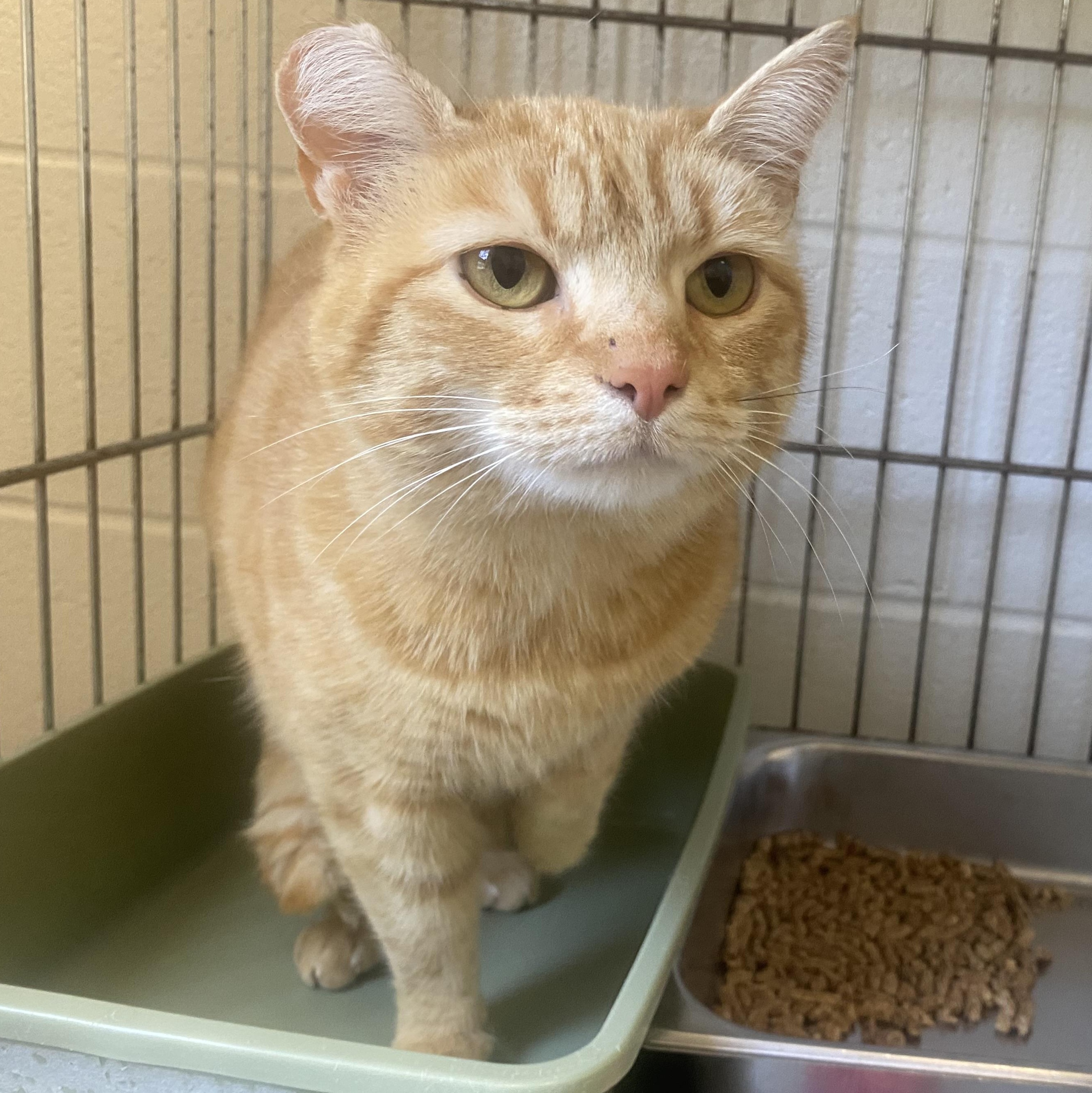 Enlarge Bella , an adopted Domestic Short Hair in King George, VA image 1/3