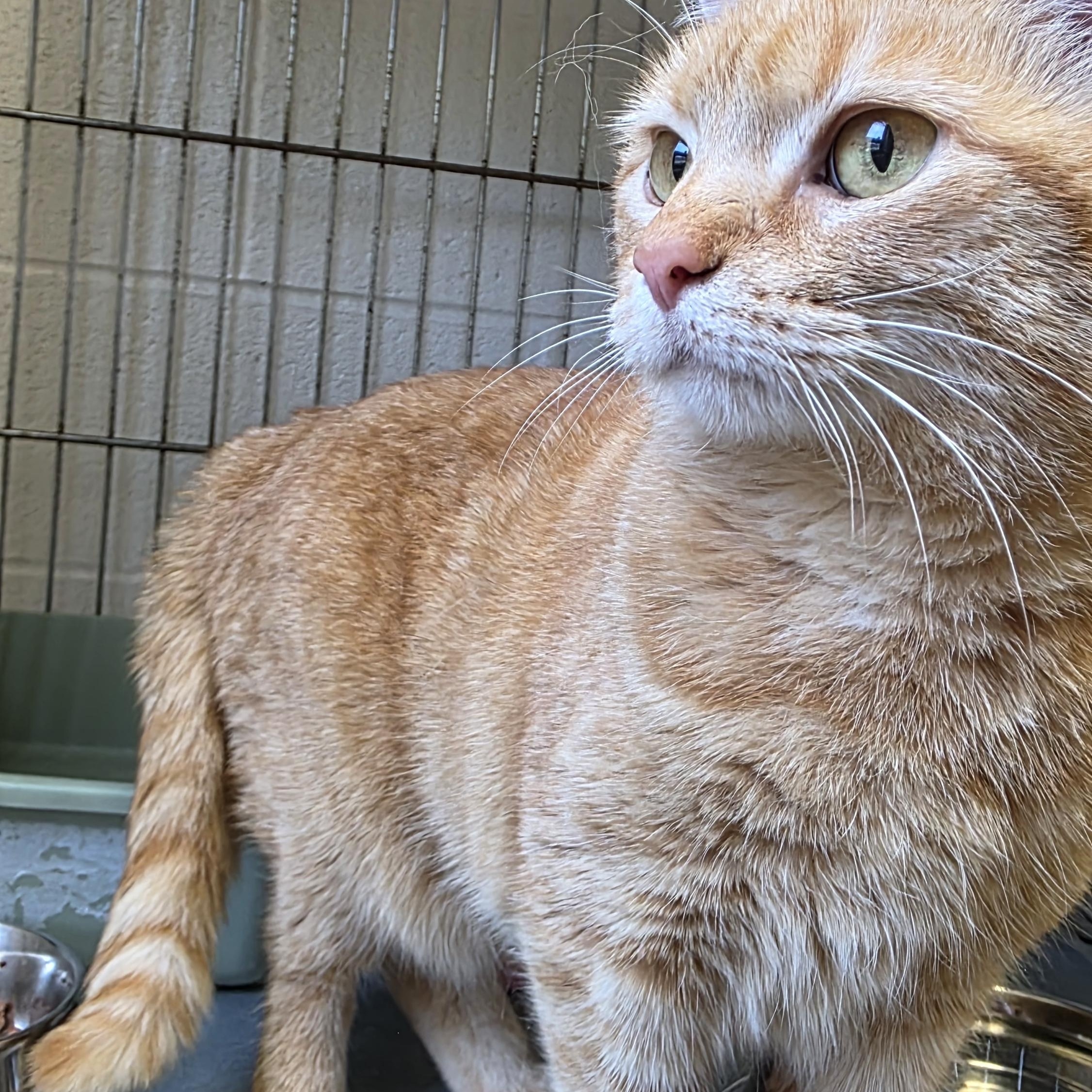 Enlarge Bella , an adopted Domestic Short Hair in King George, VA image 2/3