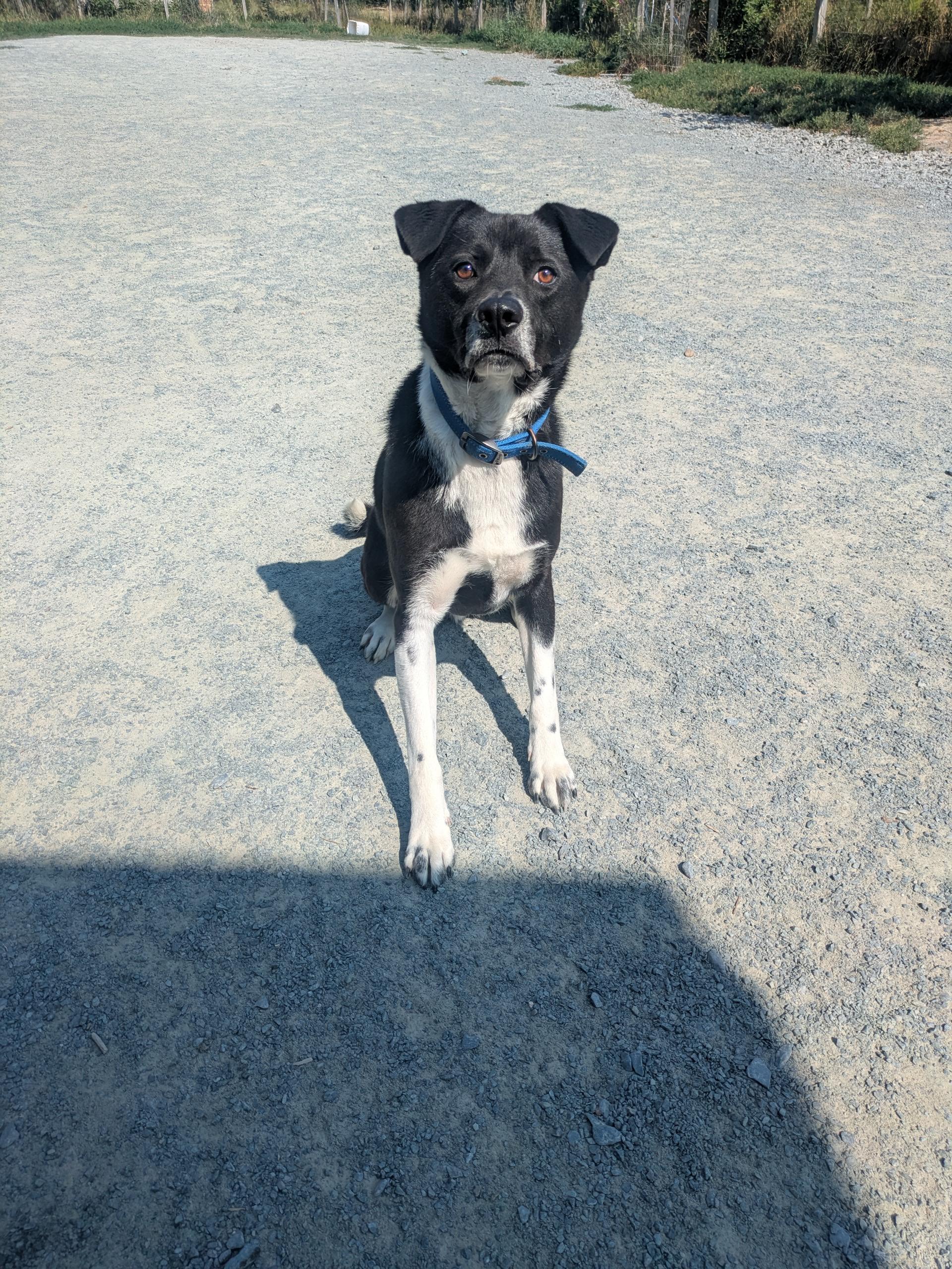 Enlarge Jake, a Adopted mixed breed in West Northfield, NS image 2/5